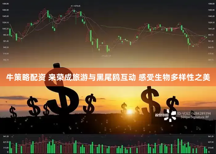 牛策略配资 来荣成旅游与黑尾鸥互动 感受生物多样性之美